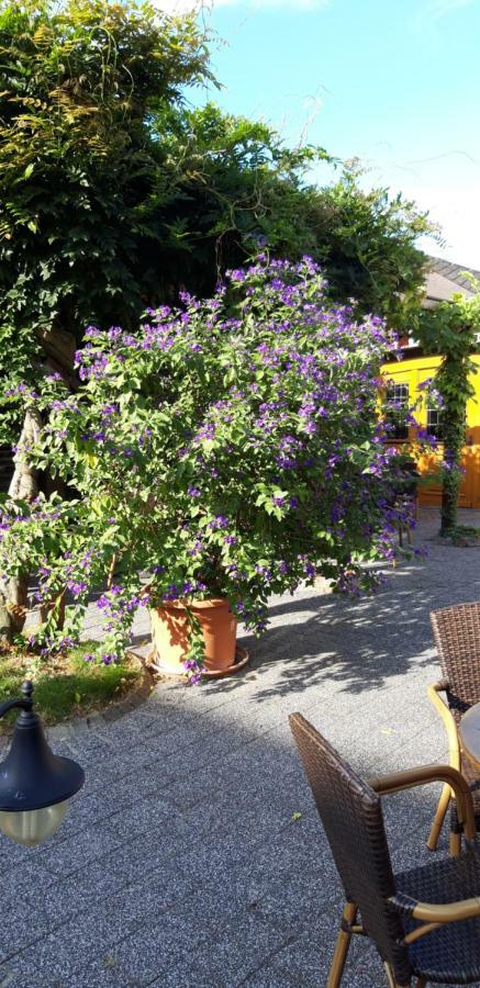 Wein & Gastehaus Hermeshof Hotell Trittenheim Exteriör bild